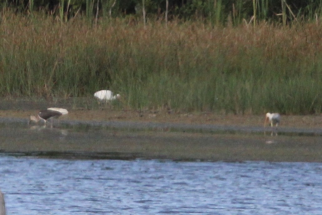 White Ibis - ML470650841