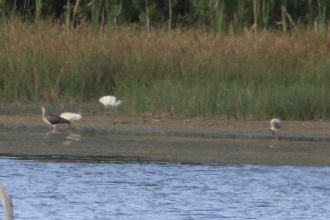 White Ibis - ML470650851