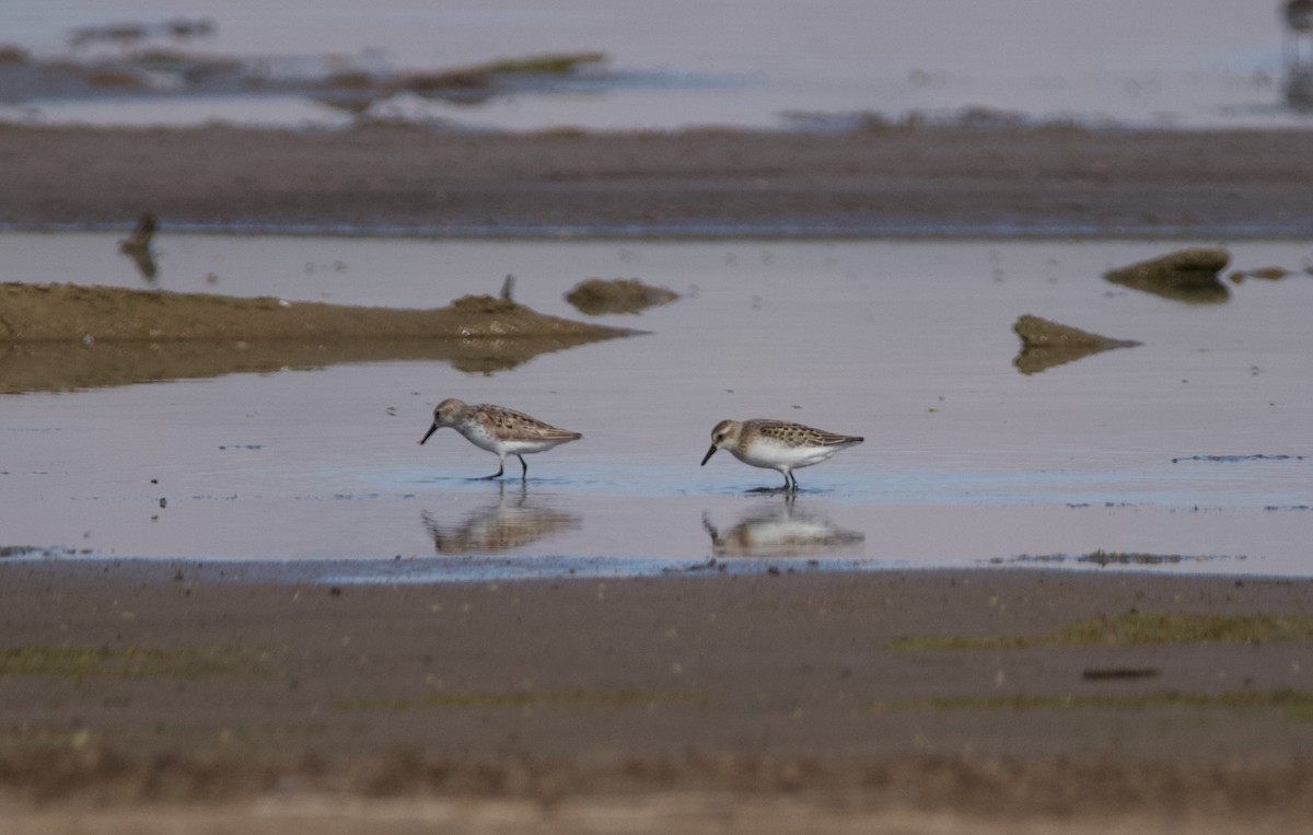 Semipalmated Sandpiper - ML470650961