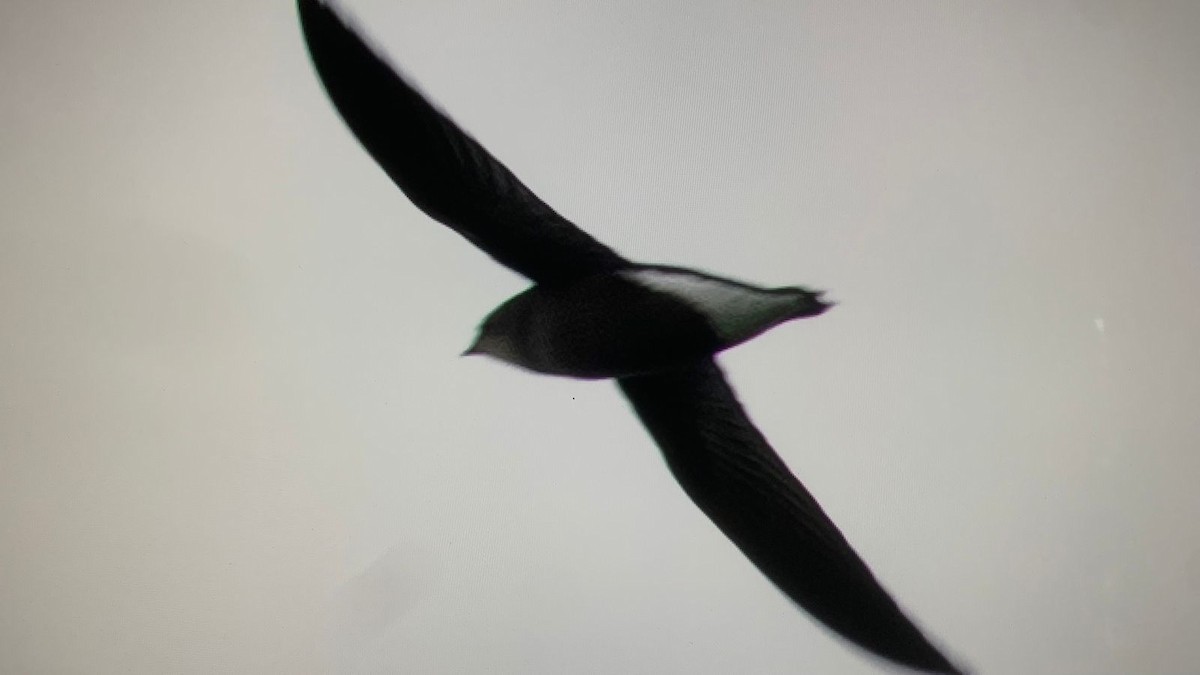 Silver-backed Needletail - ML470651541