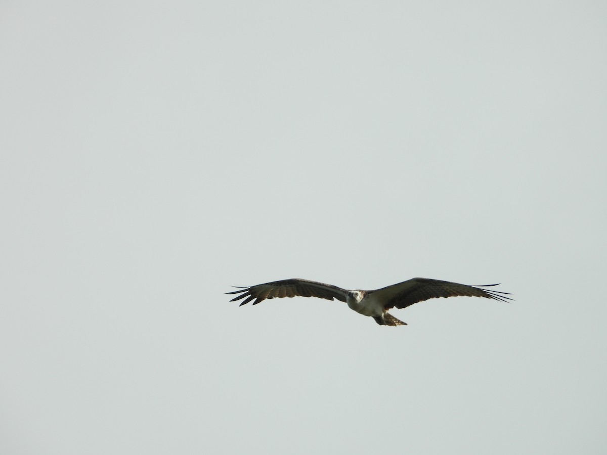 Águila Pescadora - ML470652491