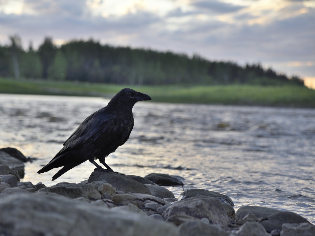 Common Raven - ML470652831