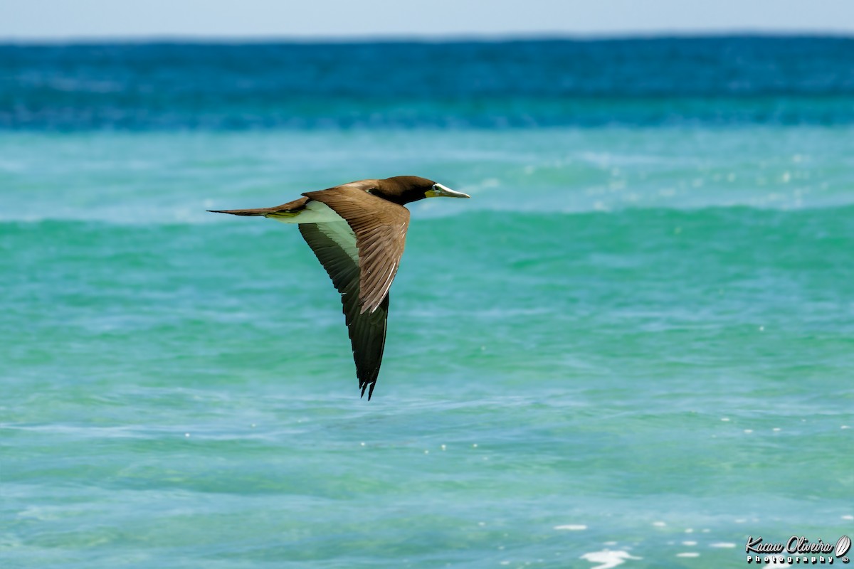 Brown Booby - ML47065411