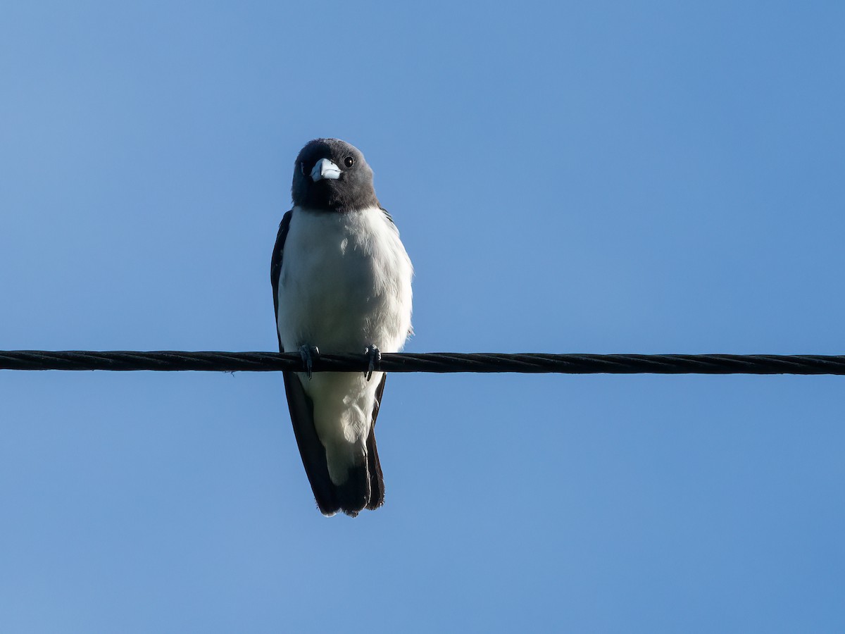 White-breasted Woodswallow - Abe Villanueva