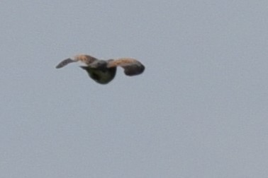 European Turtle-Dove - Christoph Randler