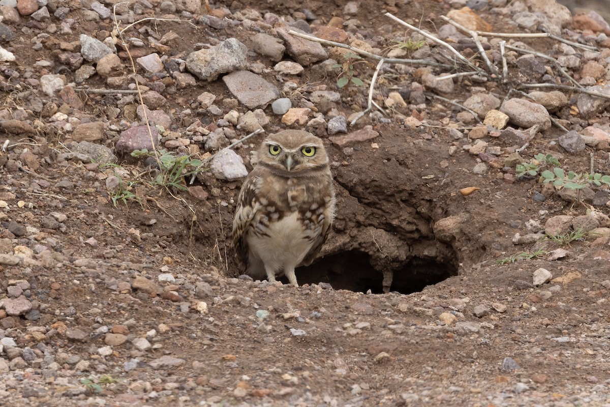Burrowing Owl - ML470657101
