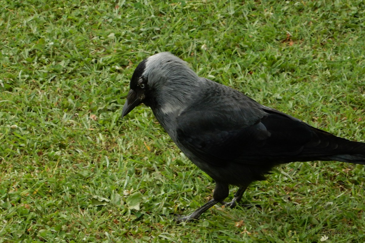 Eurasian Jackdaw - Uday Agashe