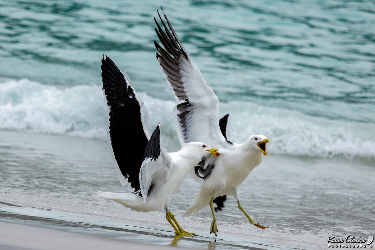 Kelp Gull - ML47066071