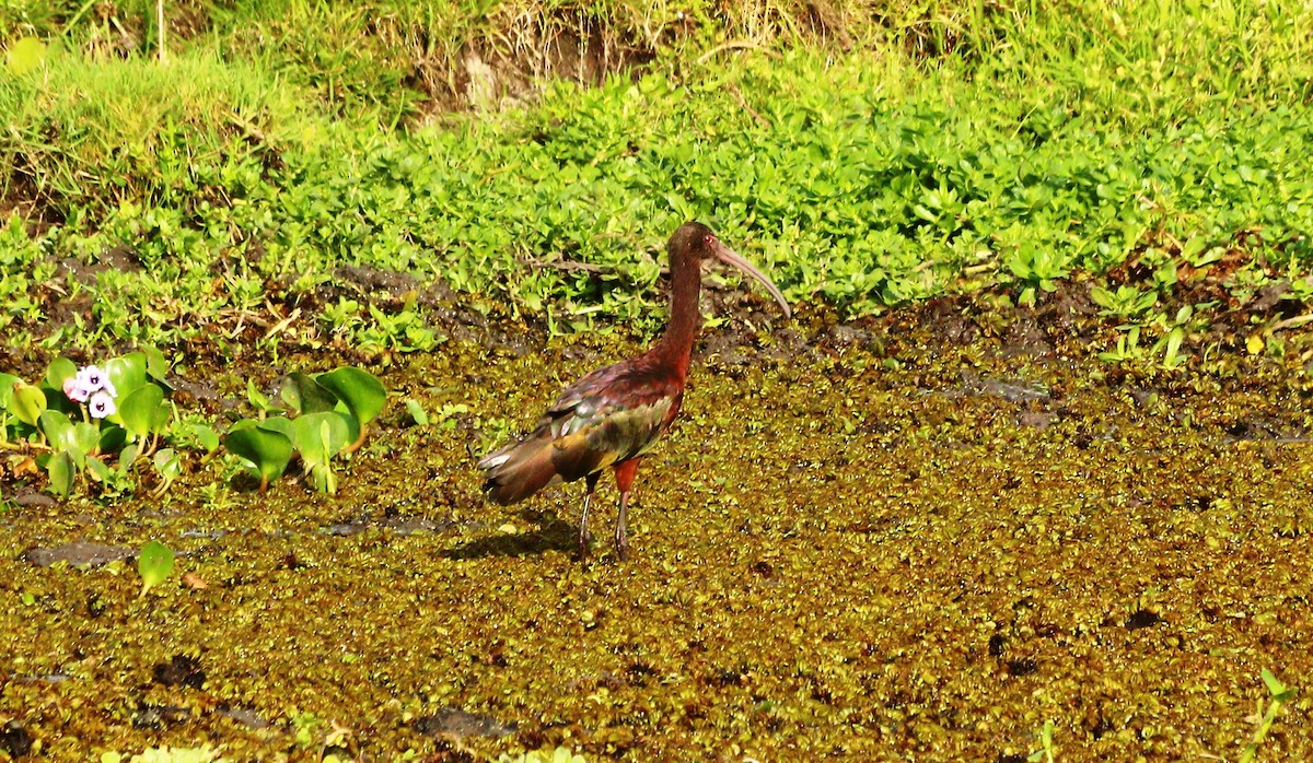 White-faced Ibis - ML47066091