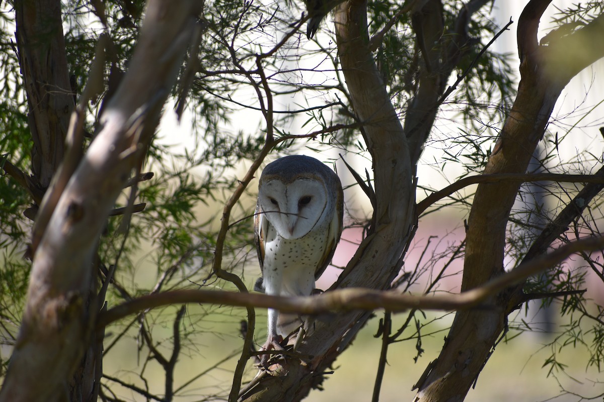 Eastern Barn Owl (Eastern) - ML470661221