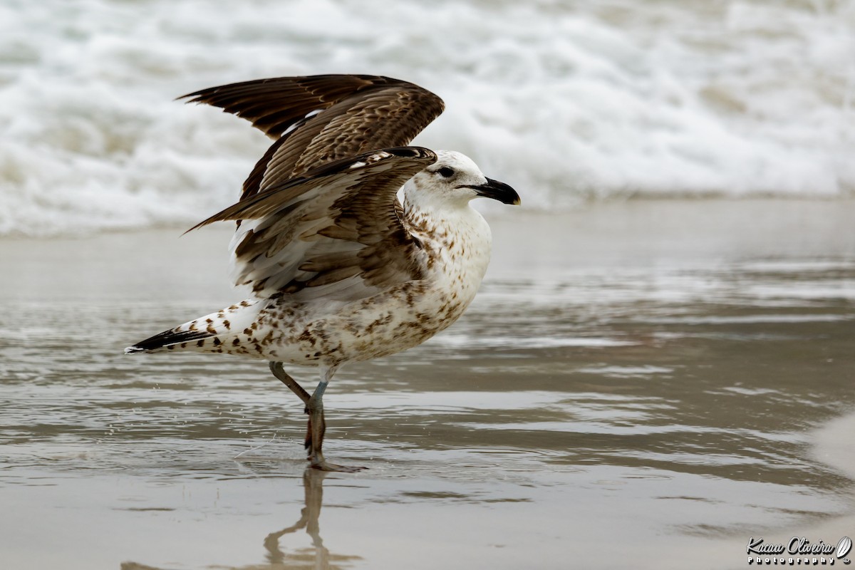Kelp Gull - ML47066171