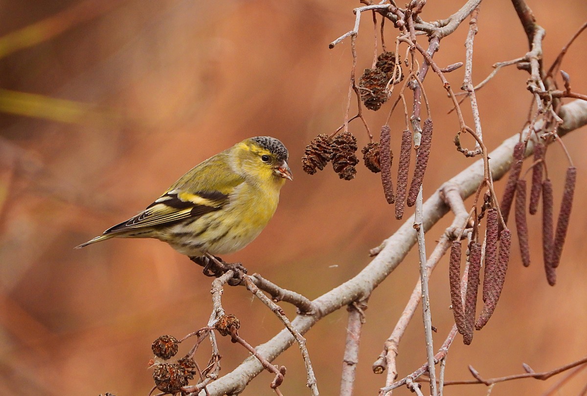 Eurasian Siskin - ML470666151