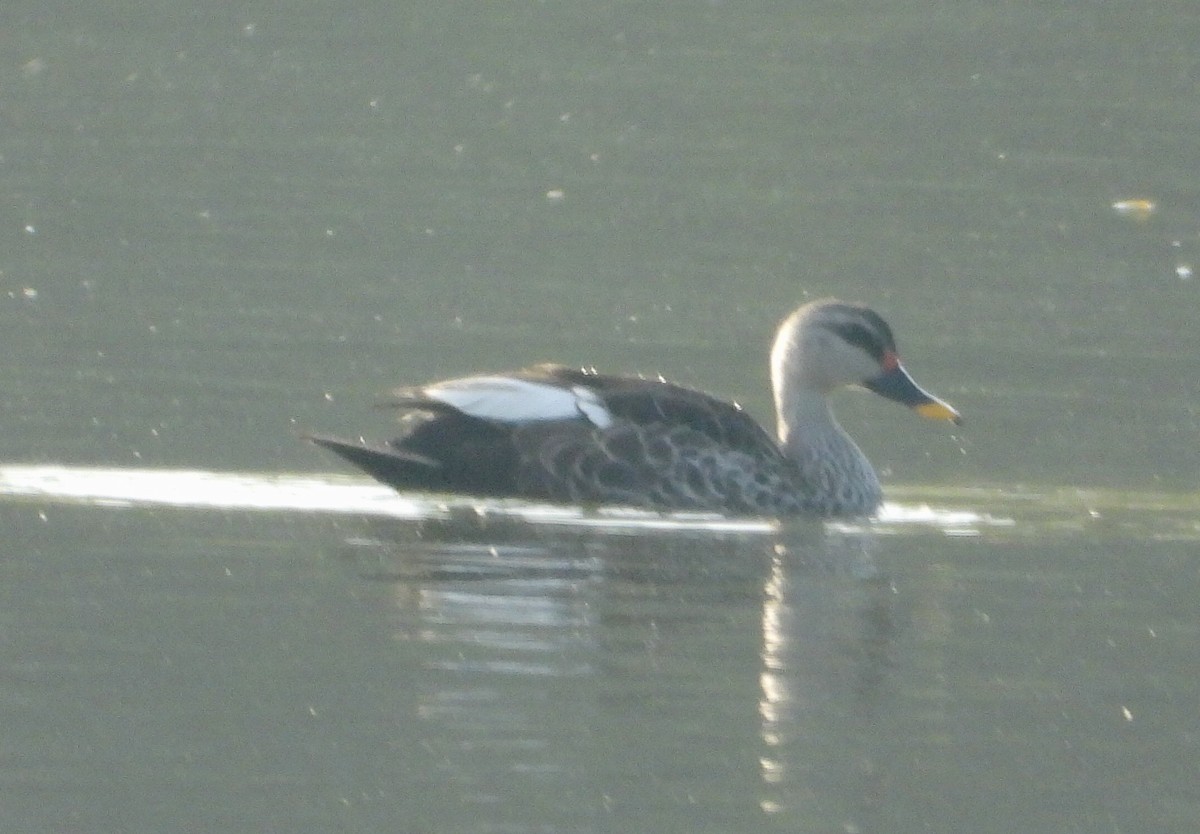 Indian Spot-billed Duck - ML470666571