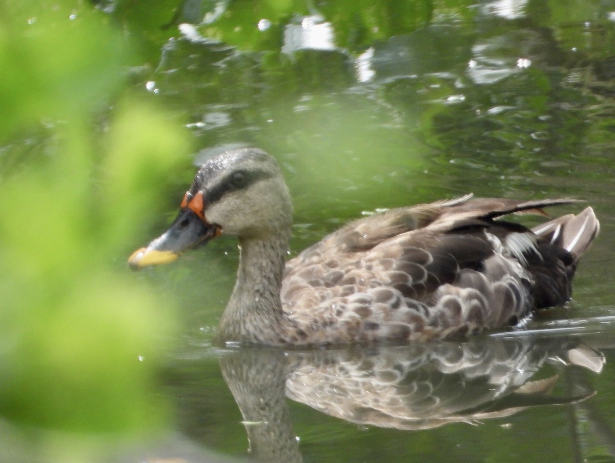 Indian Spot-billed Duck - ML470666781