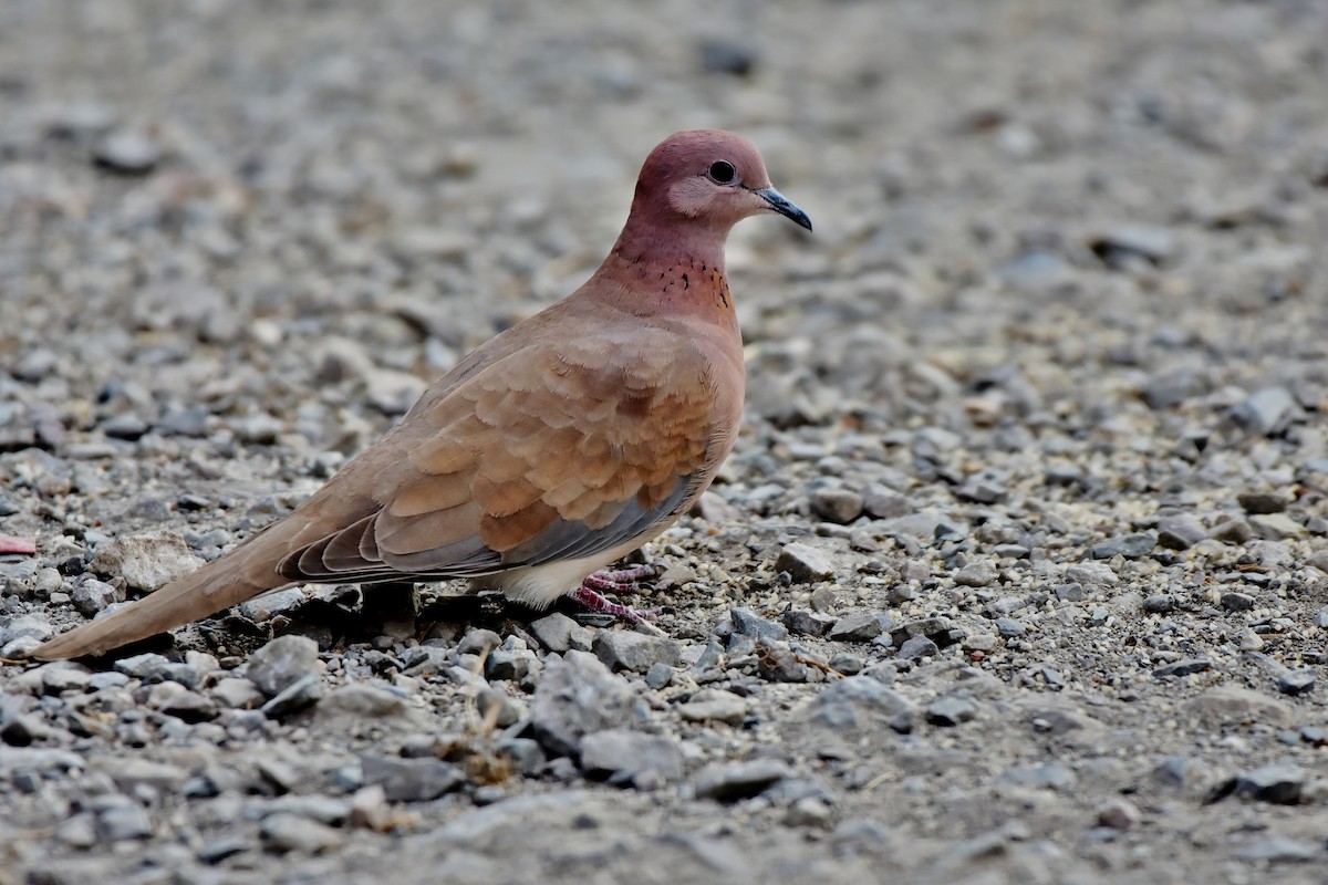 Tórtola Senegalesa - ML470666831