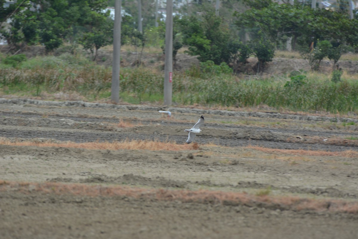 Herring Gull - ML470667921