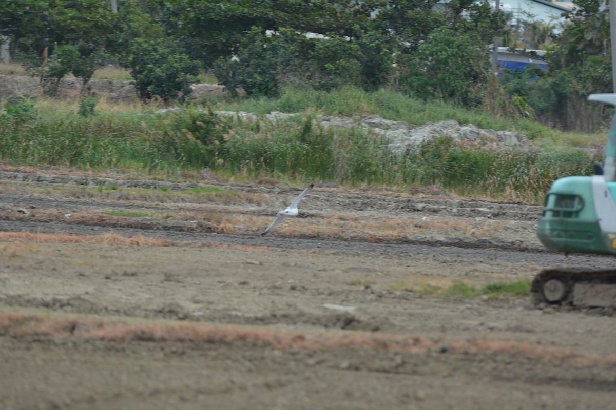 Gaviota Argéntea - ML470667931