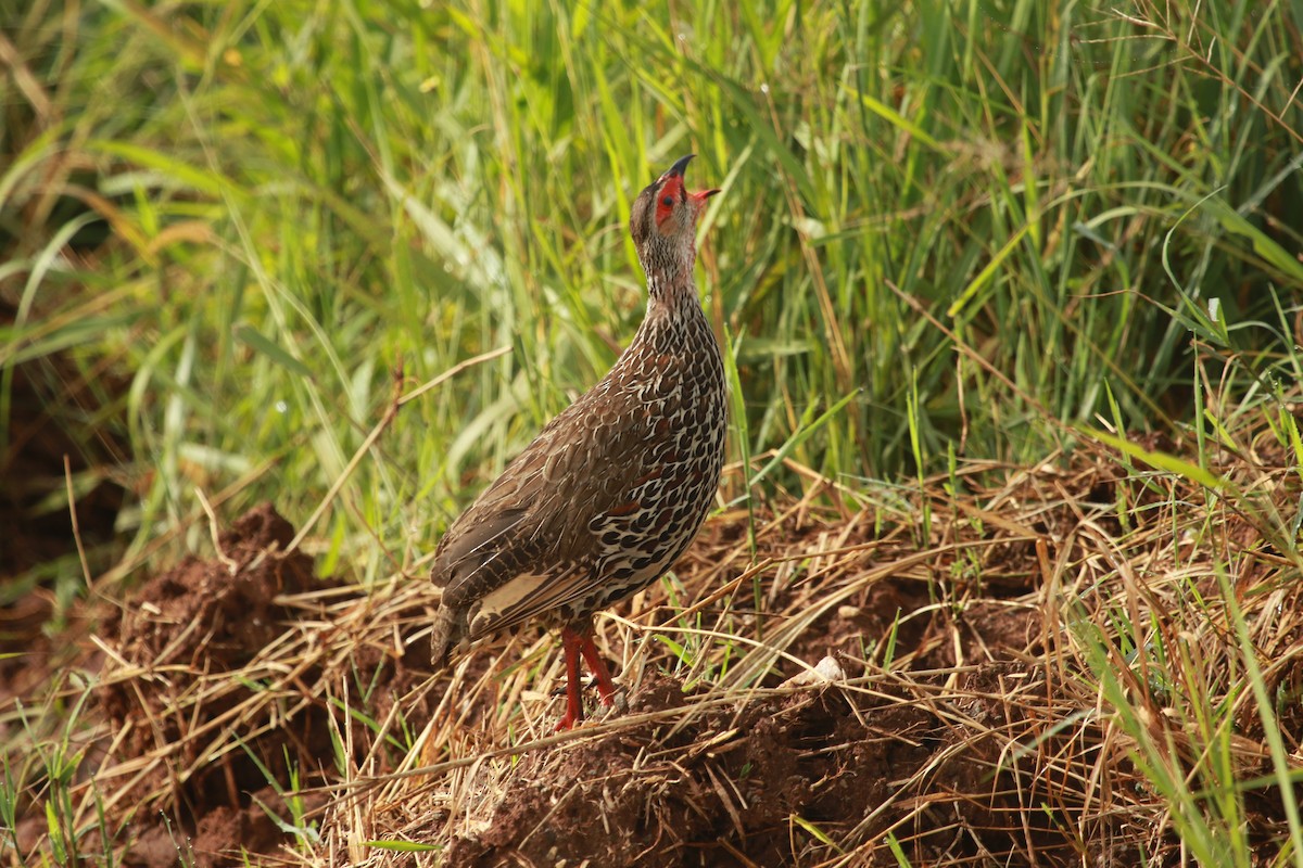 Clapperton's Spurfowl - ML470668411