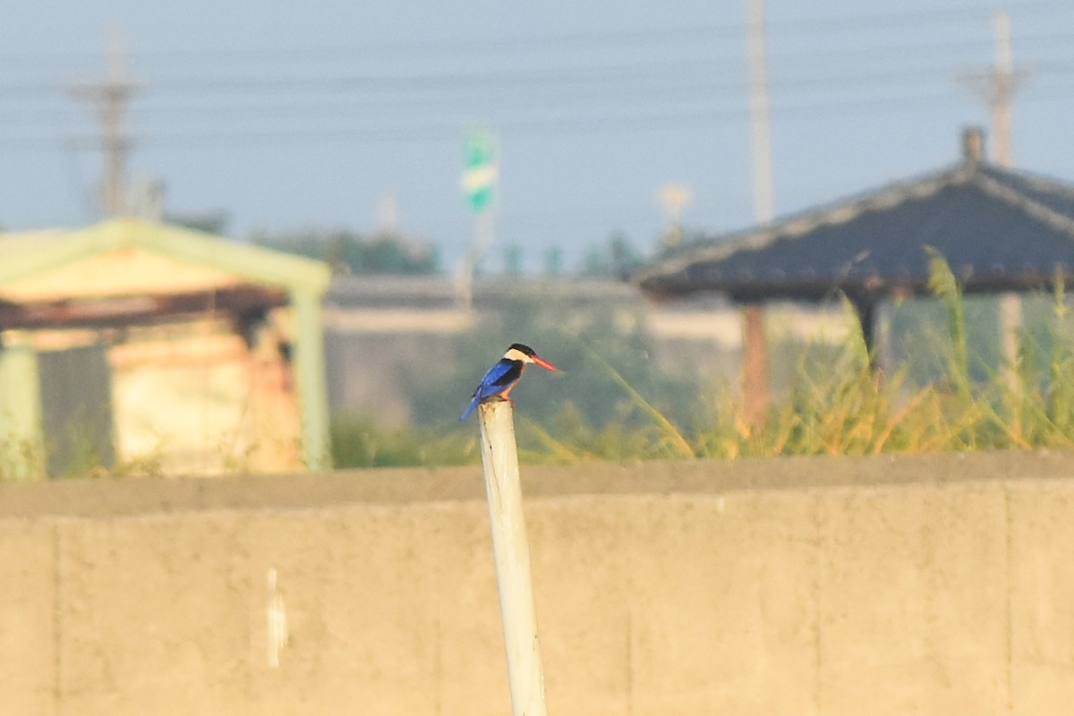 Black-capped Kingfisher - ML470669081