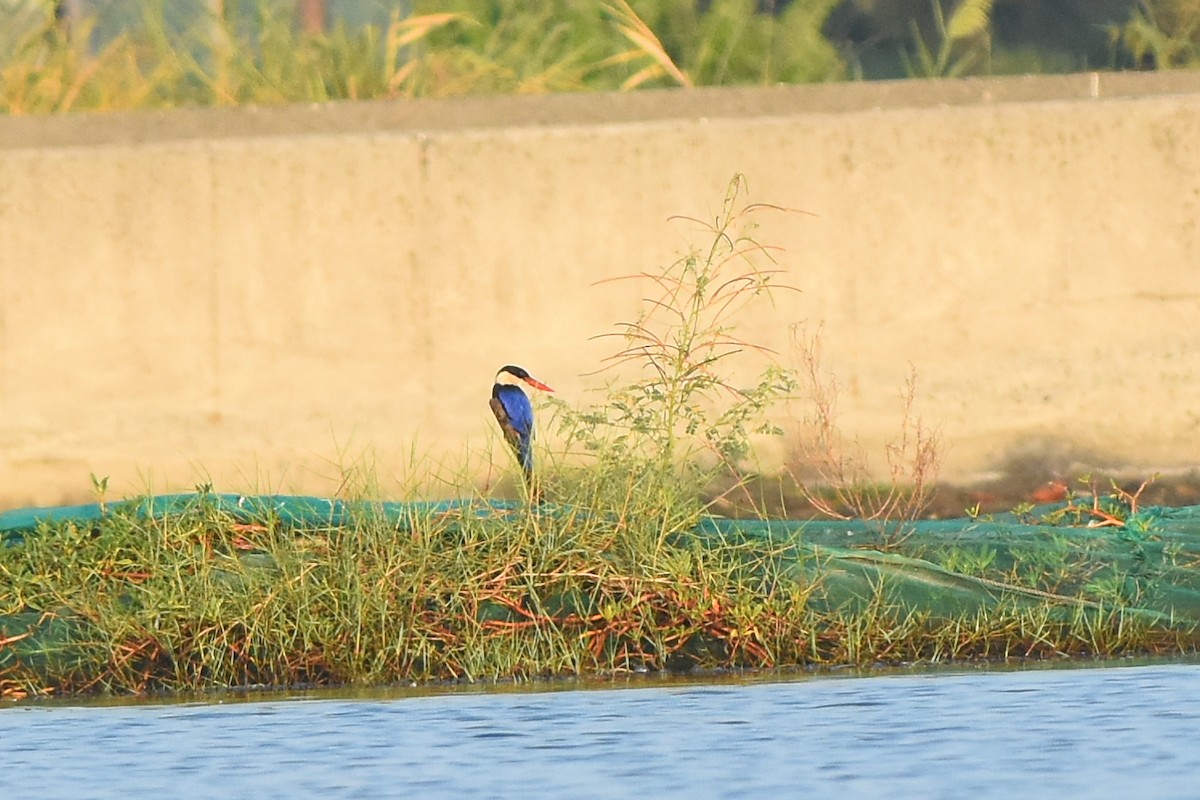 Black-capped Kingfisher - ML470669101