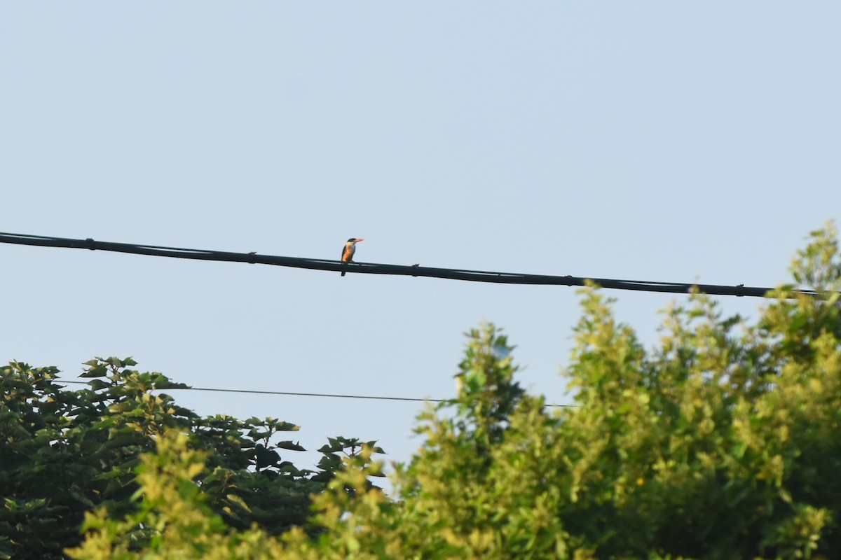 Black-capped Kingfisher - ML470669171