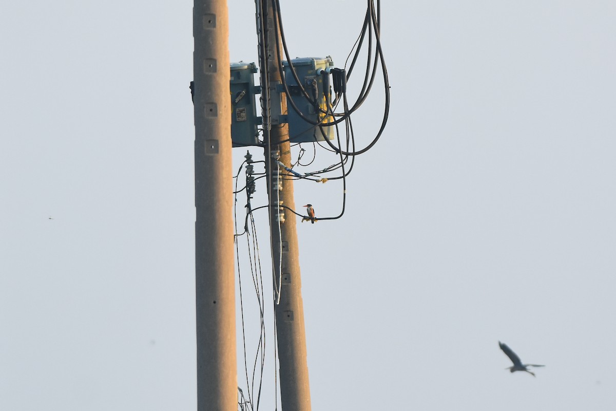 Black-capped Kingfisher - ML470669201