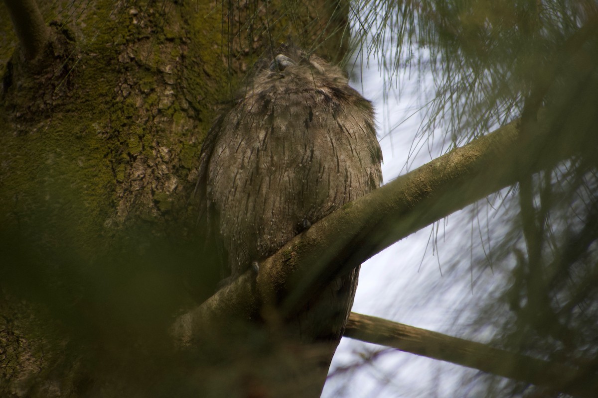 Tawny Frogmouth - ML470669331