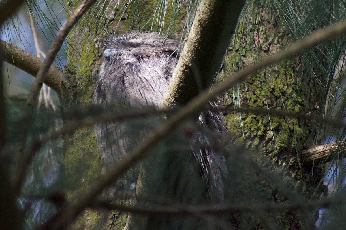 Tawny Frogmouth - ML470669341