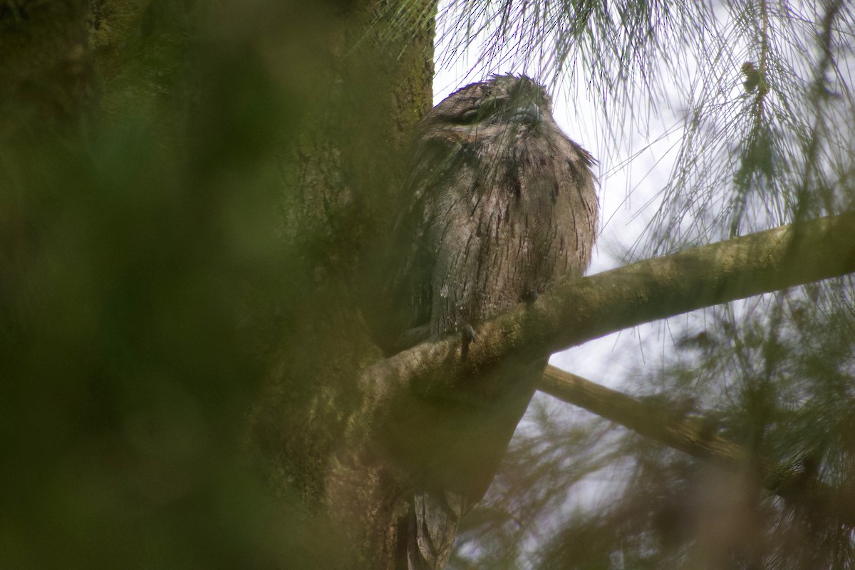 Tawny Frogmouth - ML470669351