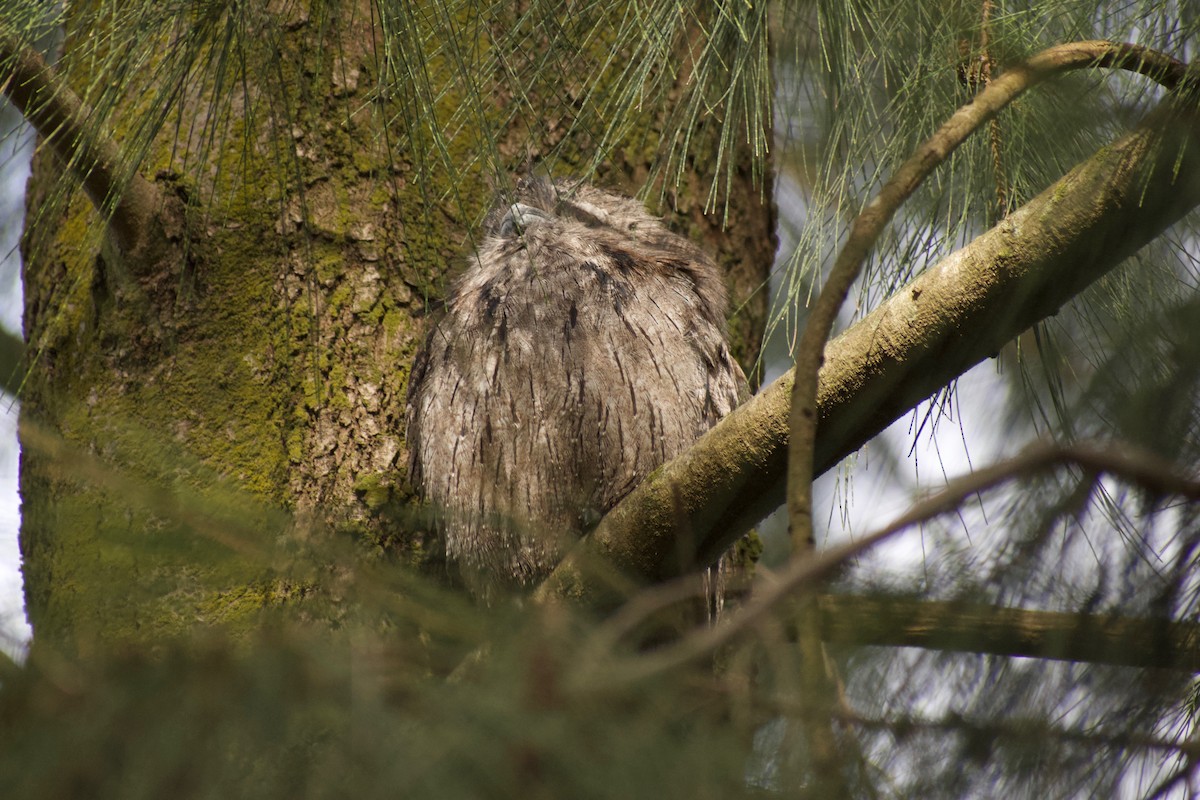 Tawny Frogmouth - ML470669361