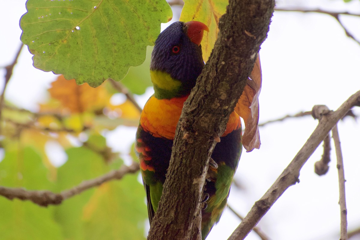 Rainbow Lorikeet - ML470669391