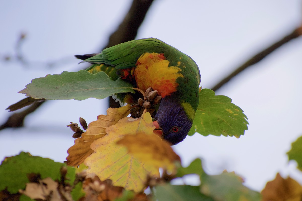 Rainbow Lorikeet - ML470669421