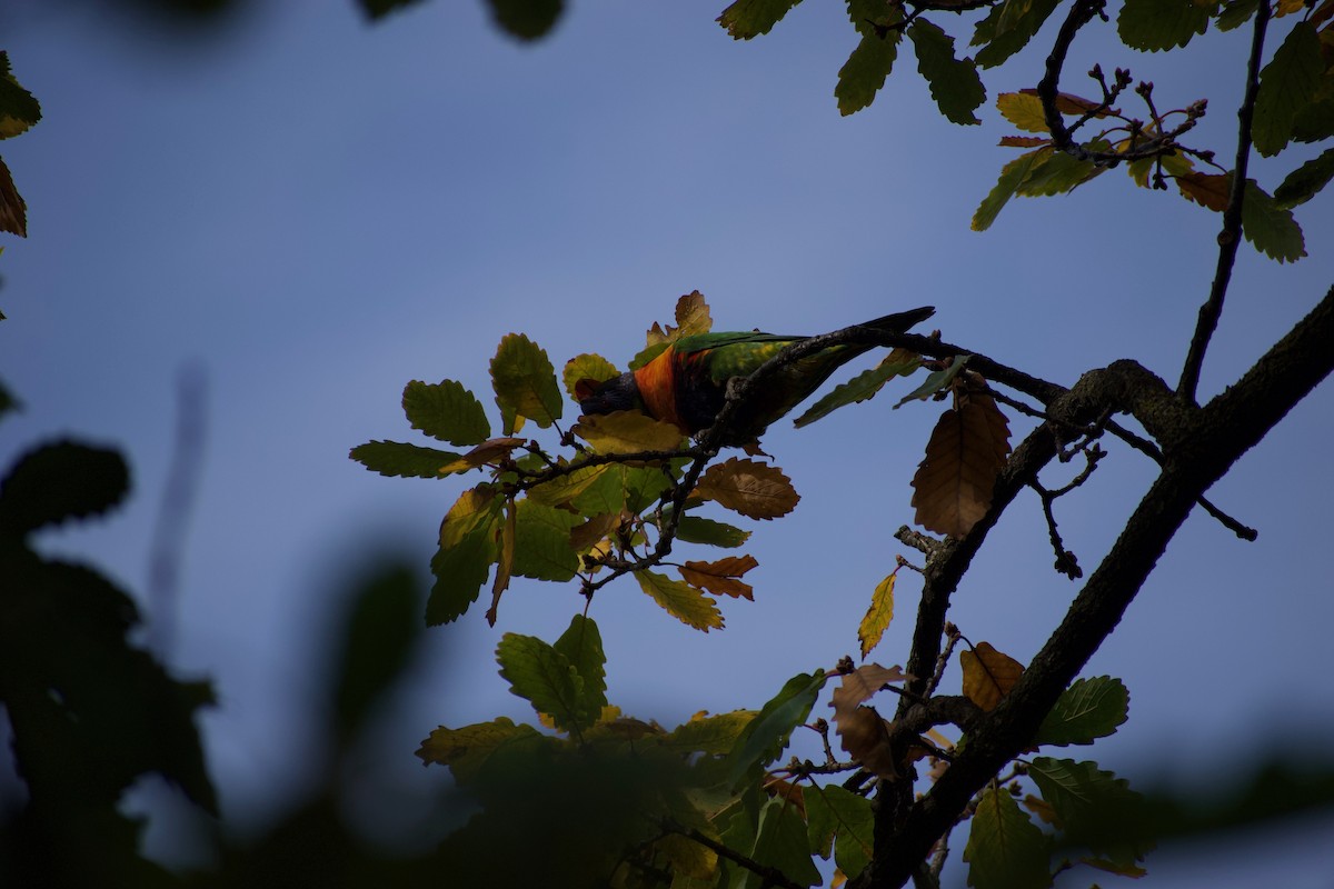 Rainbow Lorikeet - ML470669431