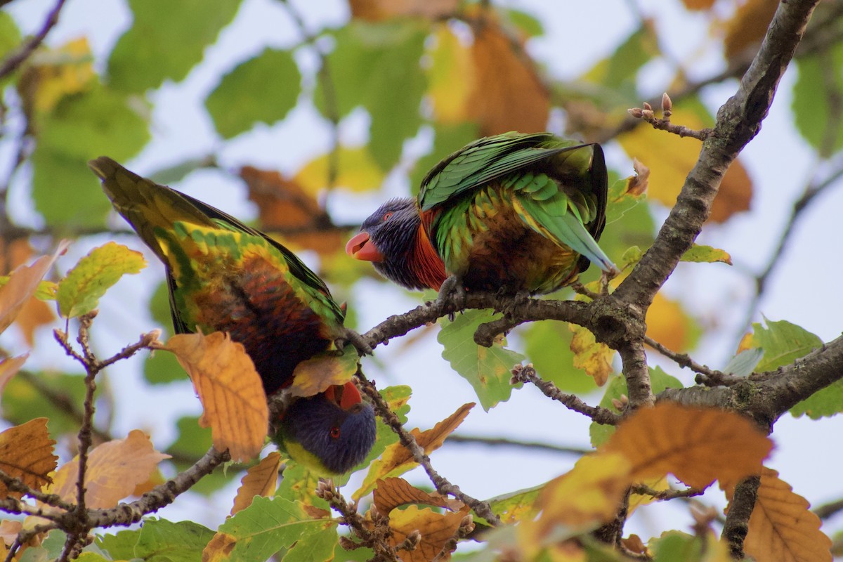 Rainbow Lorikeet - ML470669441