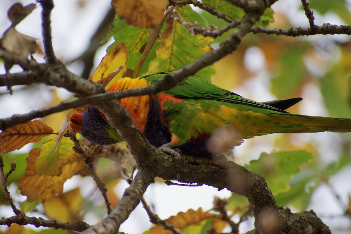Rainbow Lorikeet - ML470669451