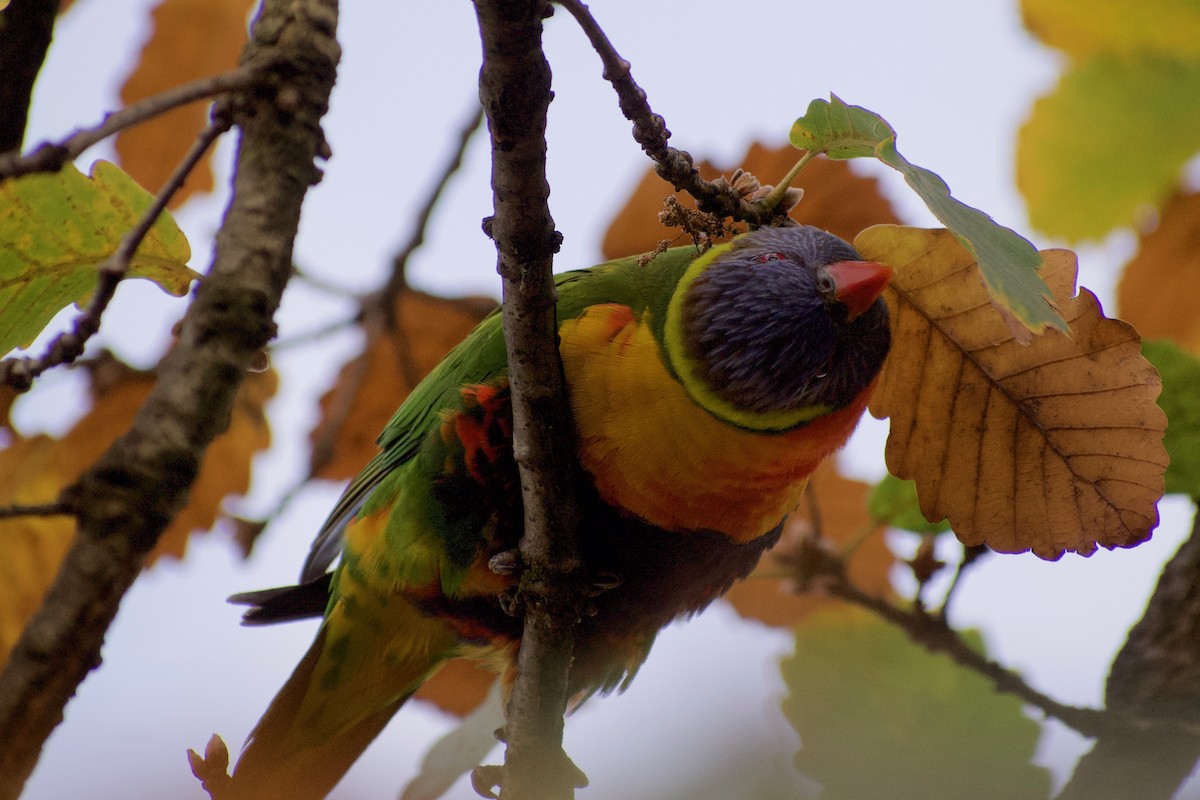 Rainbow Lorikeet - ML470669461