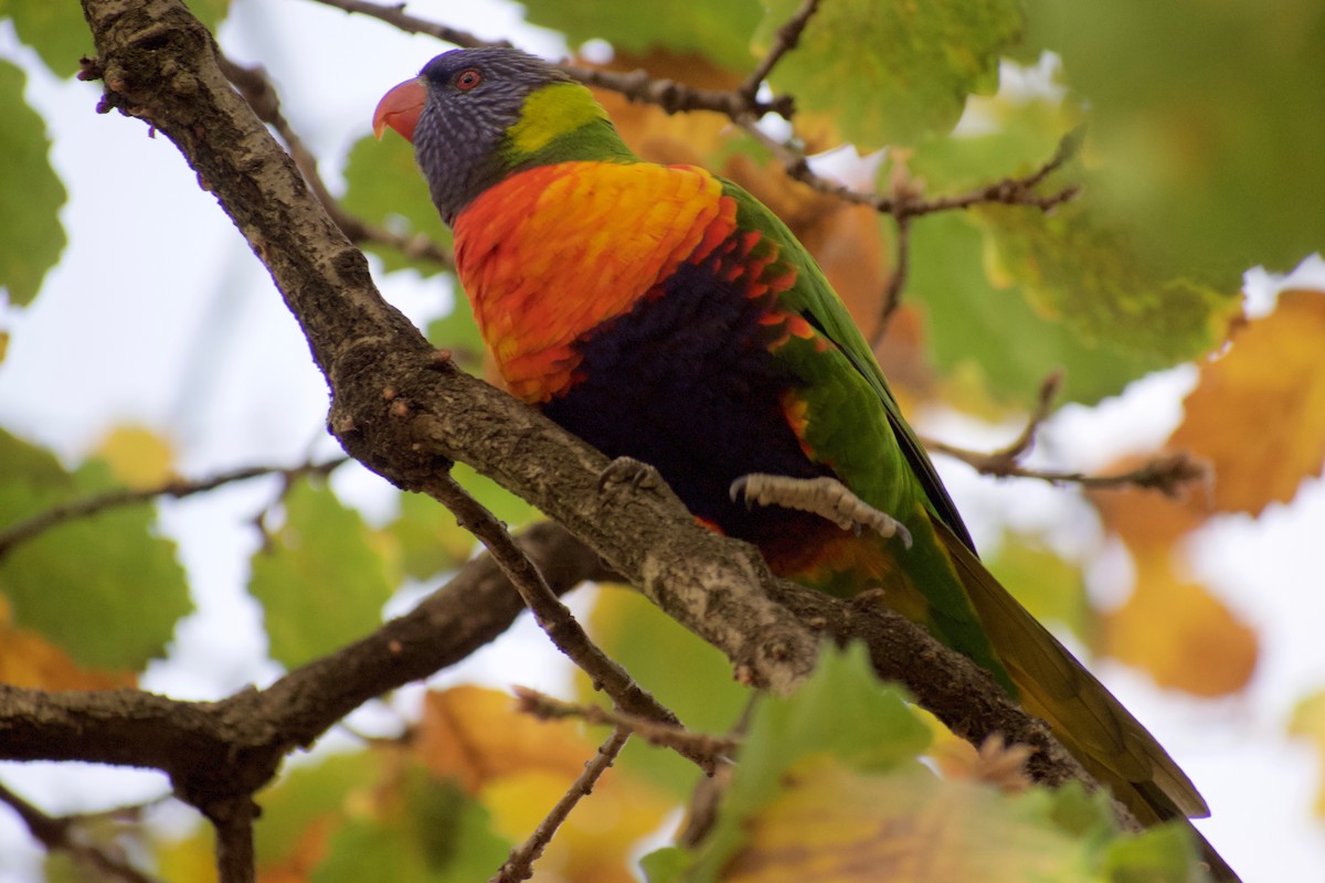Rainbow Lorikeet - ML470669471