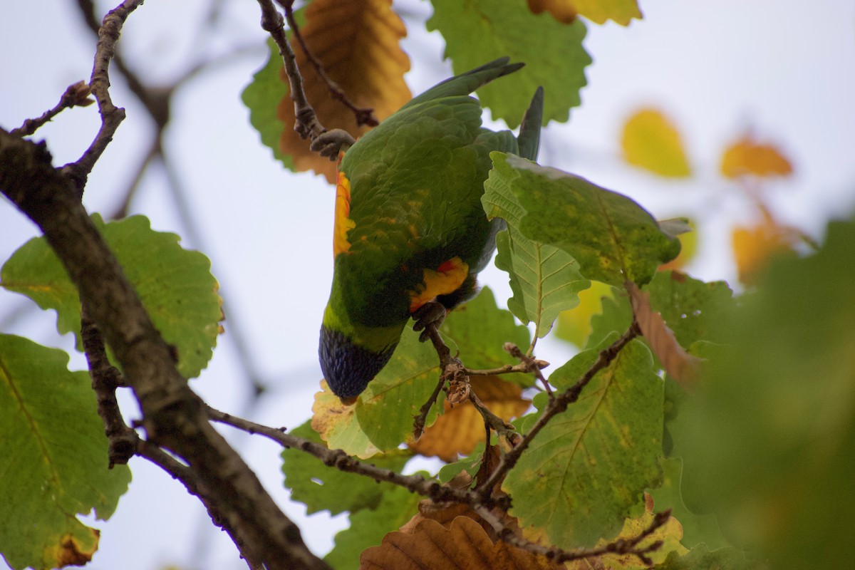 Rainbow Lorikeet - ML470669481