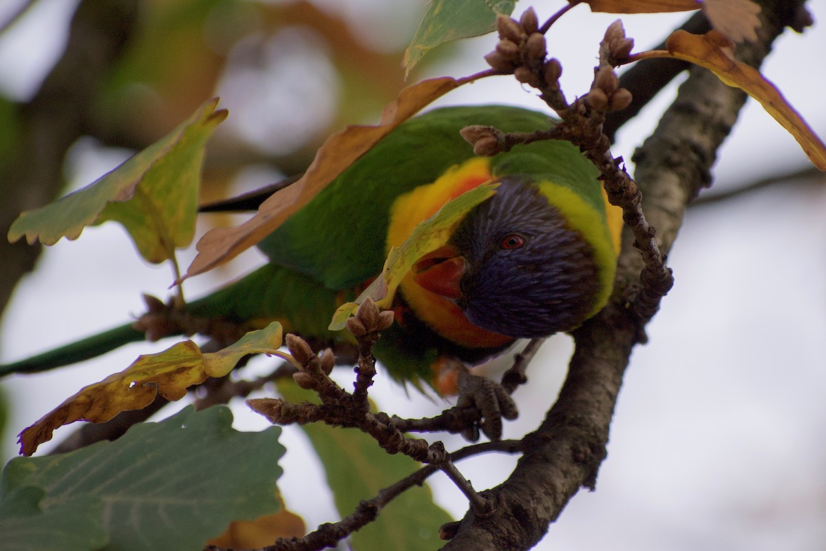 Rainbow Lorikeet - ML470669491