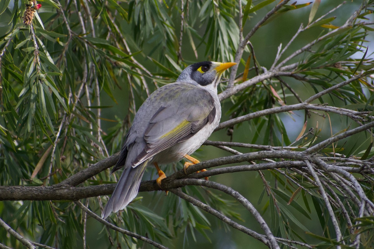 Noisy Miner - ML470669501