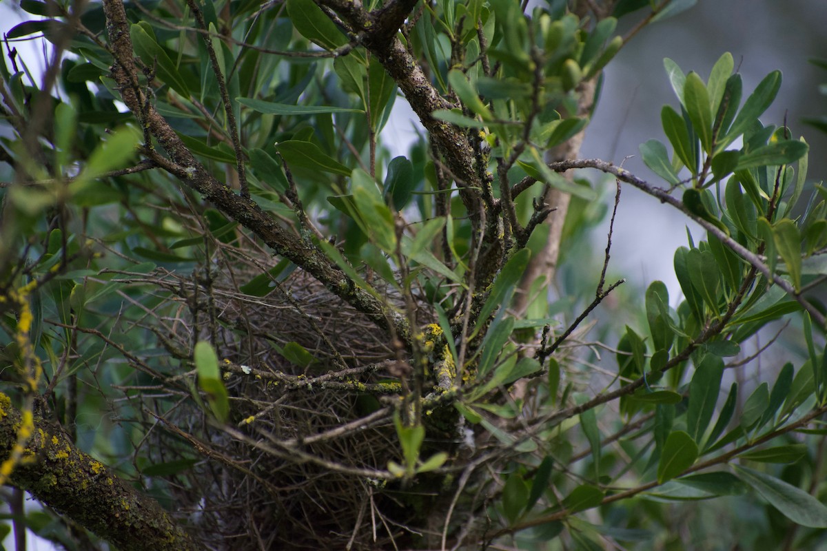 Noisy Miner - ML470669511