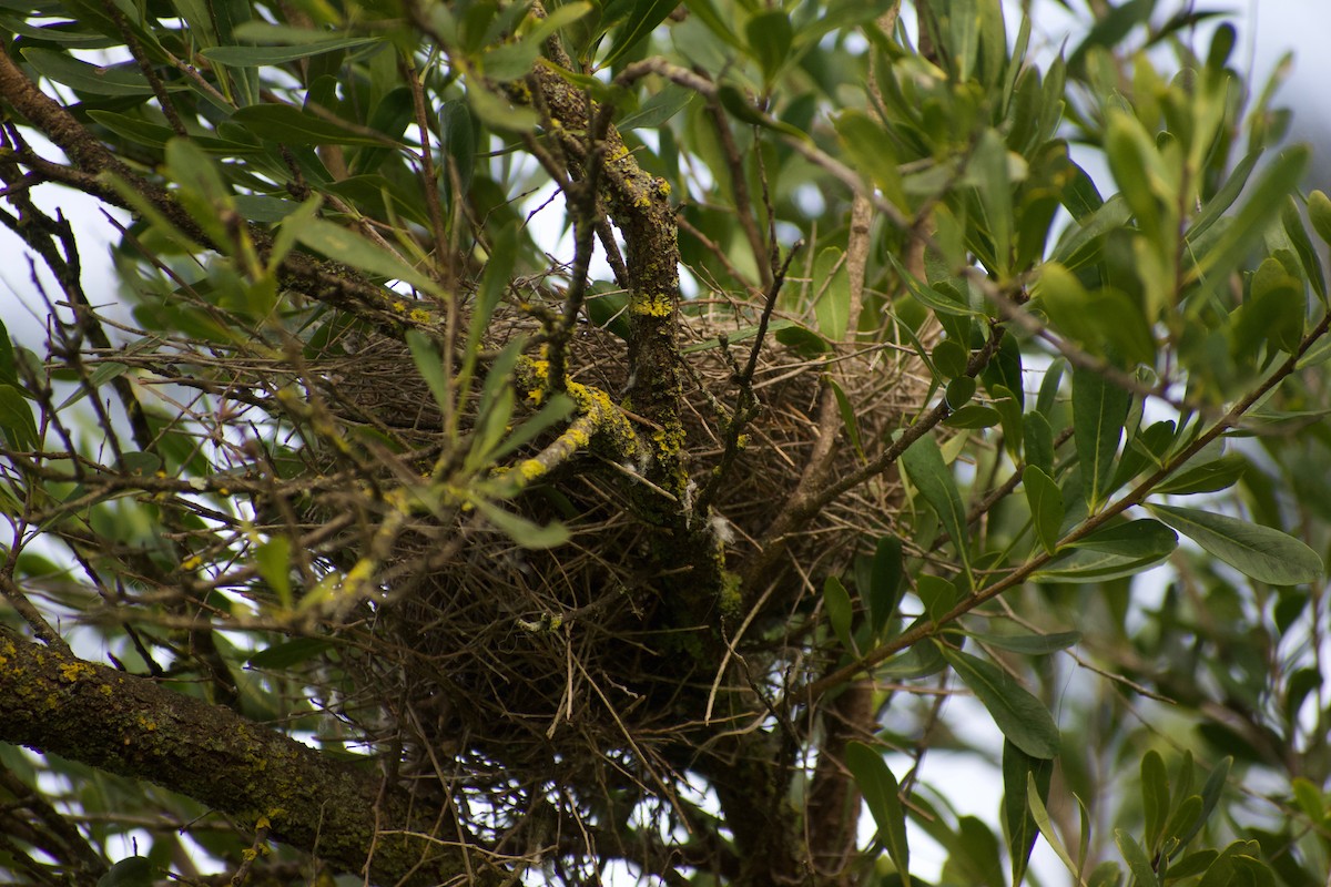 Noisy Miner - ML470669521