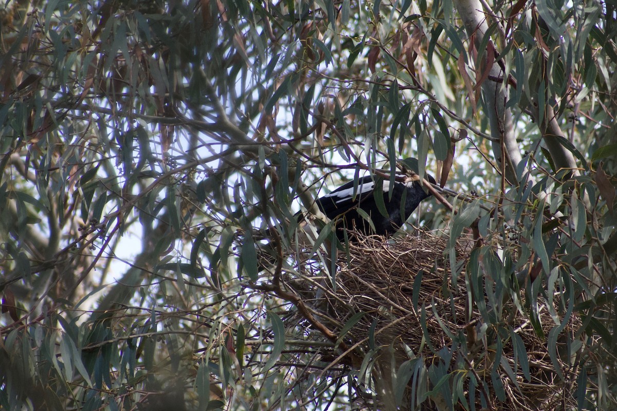 Australian Magpie - ML470669541