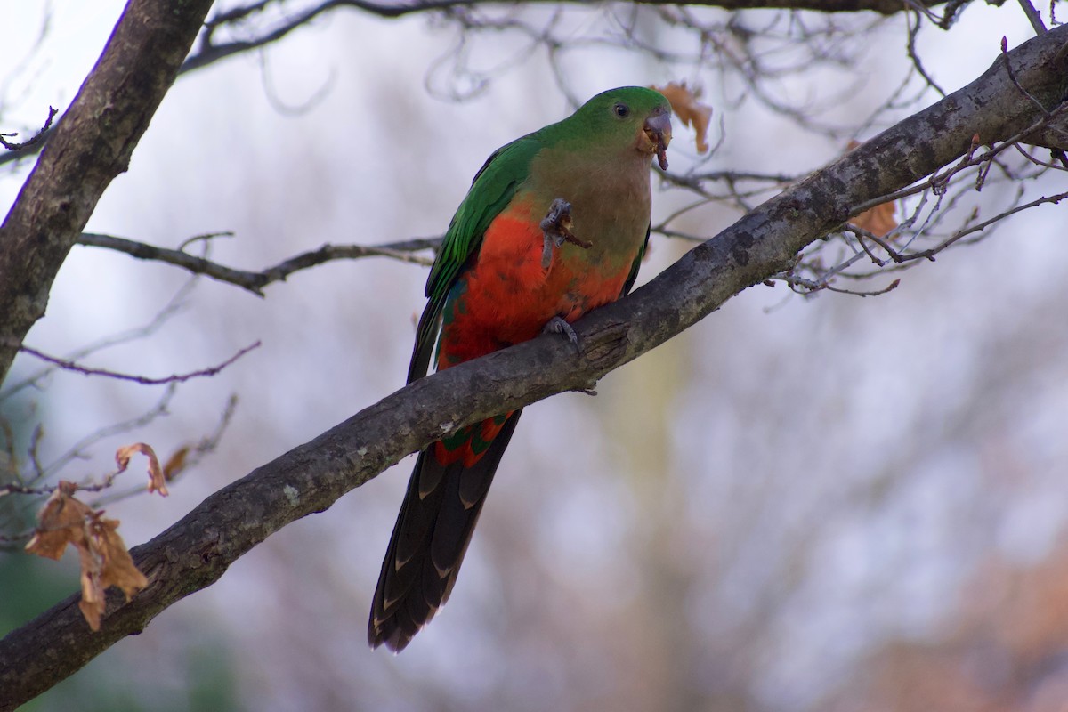 Australian King-Parrot - ML470669551