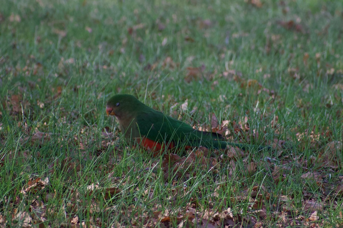 Australian King-Parrot - ML470669561