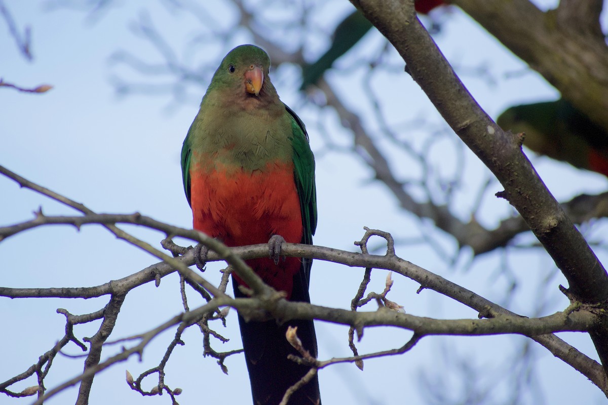Australian King-Parrot - ML470669571