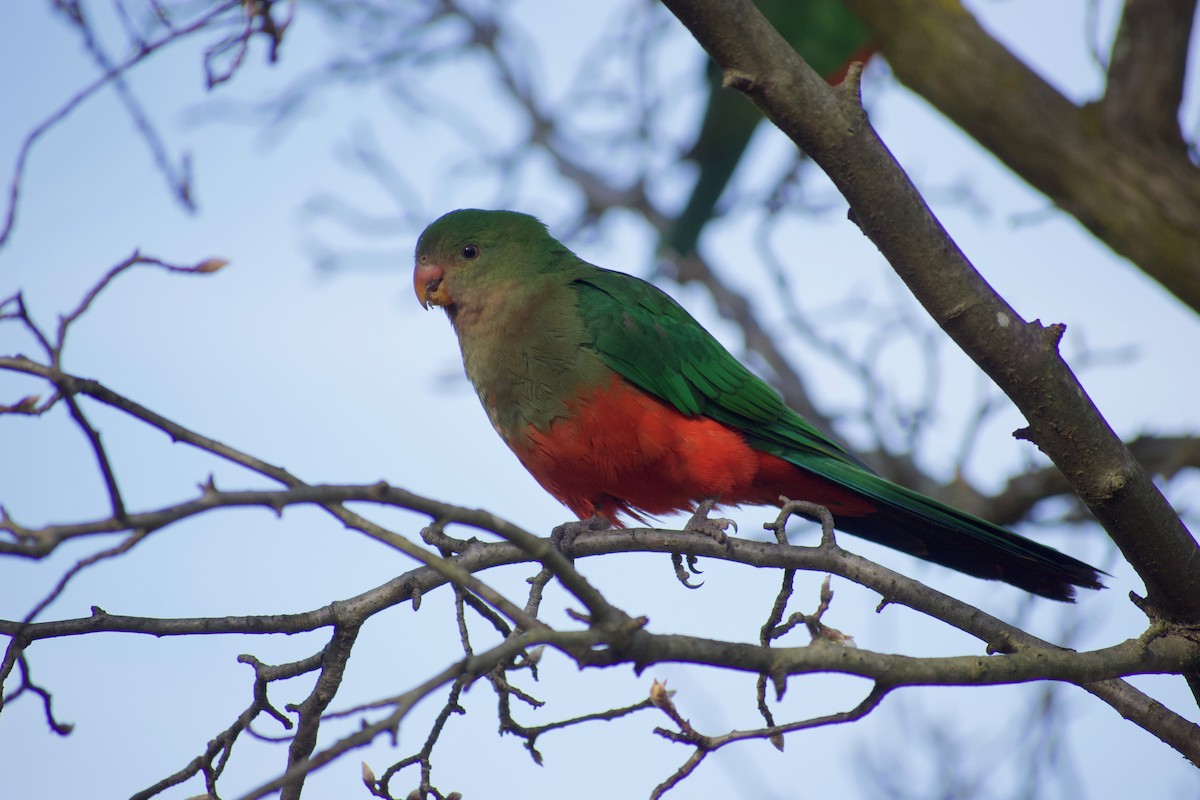 Australian King-Parrot - ML470669581