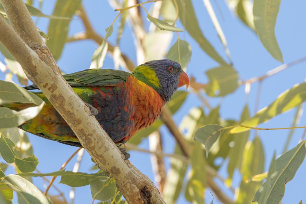 Rainbow Lorikeet - Imogen Warren