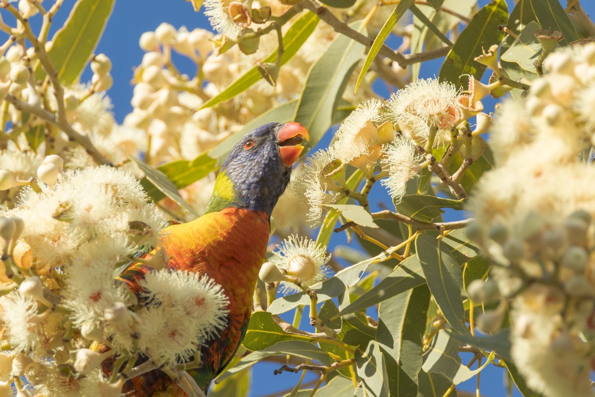 Rainbow Lorikeet - ML470669781