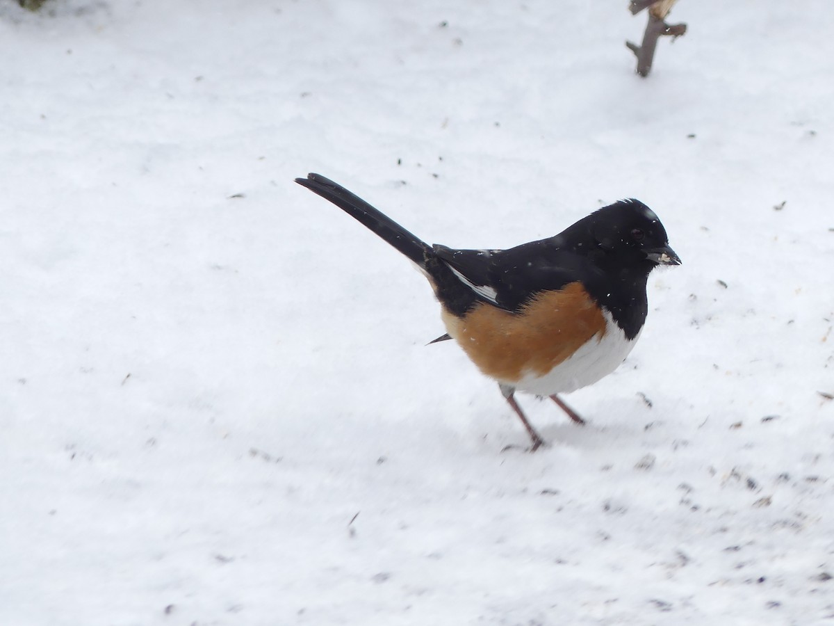 Eastern Towhee - ML47067031